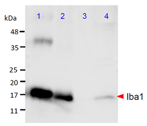 Microglia Marker - Iba1 Antibody Series